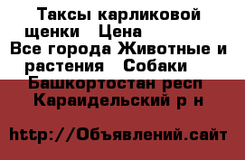 Таксы карликовой щенки › Цена ­ 20 000 - Все города Животные и растения » Собаки   . Башкортостан респ.,Караидельский р-н